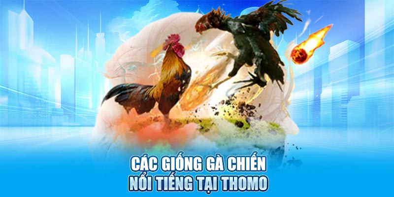 Các giống gà chiến nổi tiếng tại Thomo
