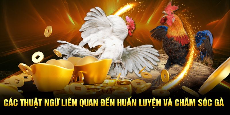 Các thuật ngữ liên quan đến huấn luyện và chăm sóc gà