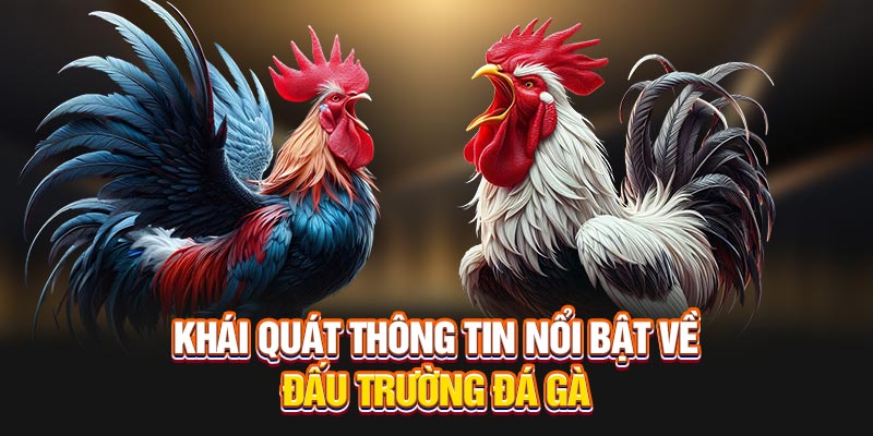 Khái quát thông tin nổi bật về đấu trường đá gà