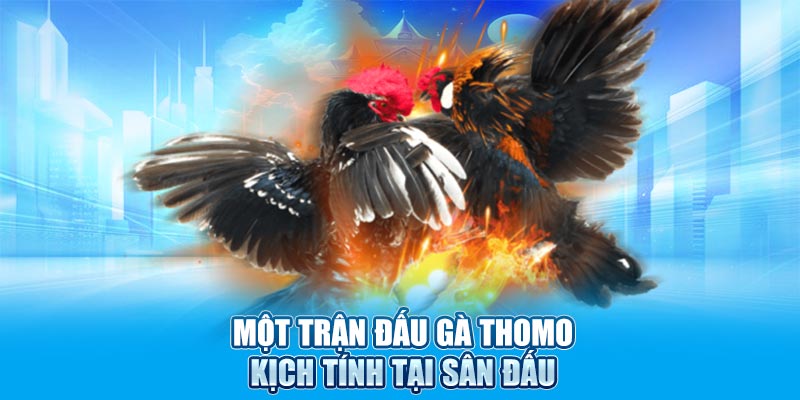 Một trận đấu gà Thomo kịch tính tại sân đấu