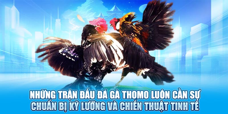 Những trận đấu đá gà Thomo luôn cần sự chuẩn bị kỹ lưỡng và chiến thuật tinh tế