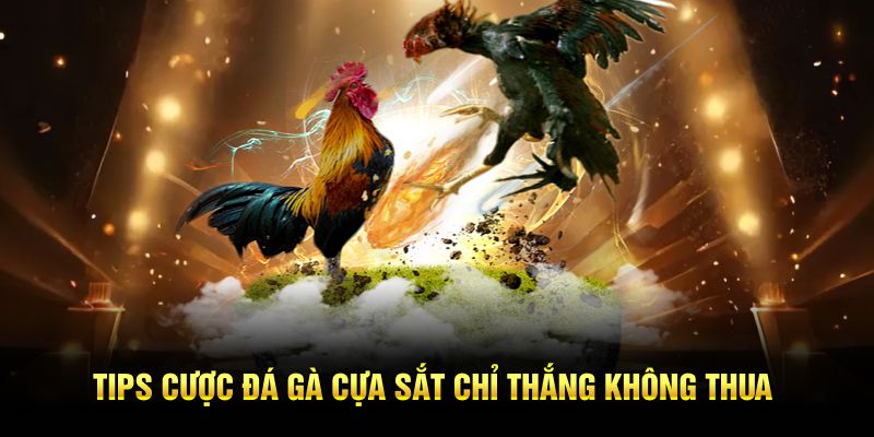 Tips cược đá gà cựa sắt chỉ thắng không thua